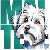 Maltese Portrait