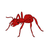 Antkeeping Ant Breeding Ants