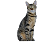 Cat Kitten Tabby Tiger Cat