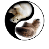 Yin Yang Bear
