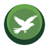 Animal Flying Wings