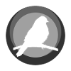 Parakeet, Animal, Animal