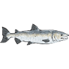 Salmon Fishing Salmon Angler