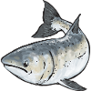 Salmon Fishing Salmon Angler