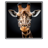 Giraffes realistic Giraffe
