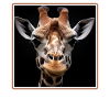 Giraffes realistic Giraffe