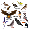 Vogel-Set