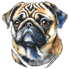 Mops Portrait