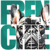 French Bulldog Portrait