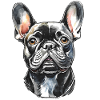 French Bulldog Portrait