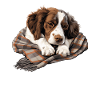 Cute dog puppy Epagneul Breton