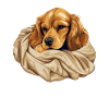 Cute Dog Puppy Cocker Spaniel
