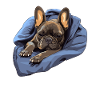 chiot chien mignon bouledogue français