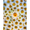 Daisy Power