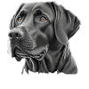 Labrador Mom