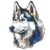 Siberian Husky Portrait