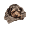 Cute Dog Puppy German Wirehaired