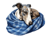 Mignon chien chiot lévrier