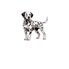 Hund Dalmatiner
