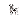 Hund Dalmatiner