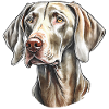 Weimaraner Portrait