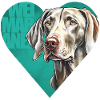 Weimaraner Portrait