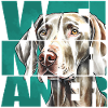 Weimaraner Portrait