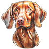 Magyar Vizsla Portrait