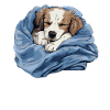 Cute dog puppy Muensterlaender