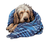 Cute Dog Puppy Otterhound