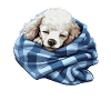 Mignon chien chiot caniche
