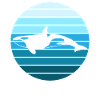 Oceanic Killer Whale Rest