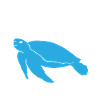 Simply Sea Turtles Fan