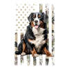 bernese mountain dog