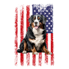 bernese mountain dog