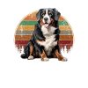 bernese mountain dog