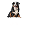 bernese mountain dog