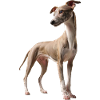 Whippet - Italian Greyhound, Super Dog