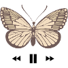 Conception de papillon