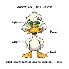 Anatomie d’un canard