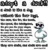 Adopt a duck