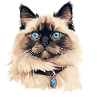Cat Head Ragdoll