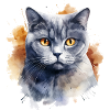 Cat Head British Shorthair