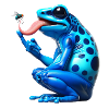 Poison dart frog