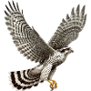 Goshawk Accipiter Gentilis Bird of Prey