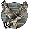 Habicht Greifvogel Accipiter Gentilis