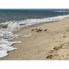 Run Bird run