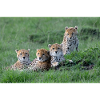 Cheetah