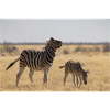 Zebras