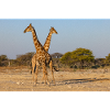Girafes